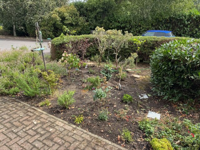 garden 1