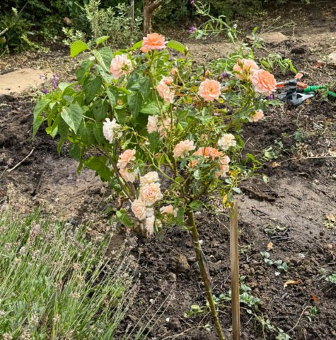 garden 2